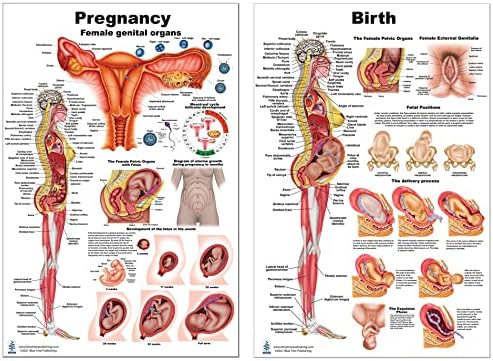 Набор от Плакати за бременност и раждане на издателство Синьо дърво на 24*36