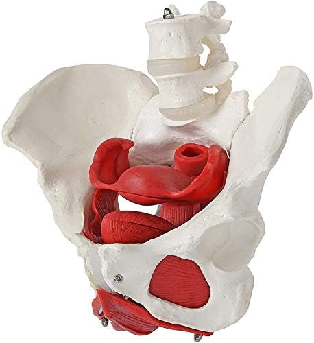 Анатомическая модел LumeCube женски таз, Медицинска Анатомическая - Мускулите на тазовото дъно и на репродуктивните