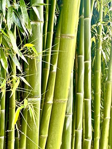 Бамбукови сламки Bambusa 10 X Многократно соломинок с Почистването с четка