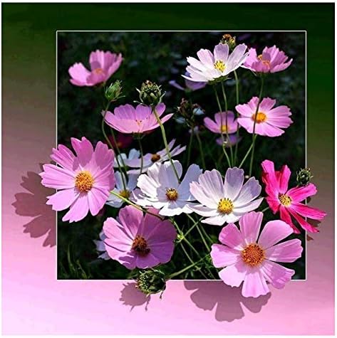 LUSandy САМ 5D Розови Цветя Диамантена Живопис по Номера Комплекти, Пълна Тренировка Цветя Diamond Изкуство Скъпоценен