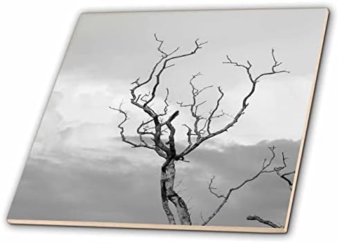 Триизмерно изображение на клоните на дърветата, тянущихся към небето, на черно-бели снимки - плитках (ct_355877_1)