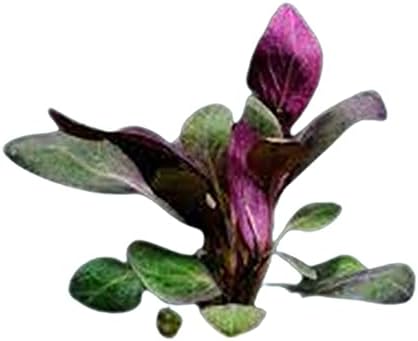 Карликовое кардинал растение КАНТОН AQUATICS (Лобелия Кардиналис) - Красива боядисване - Разнообразни растения - Място в средата