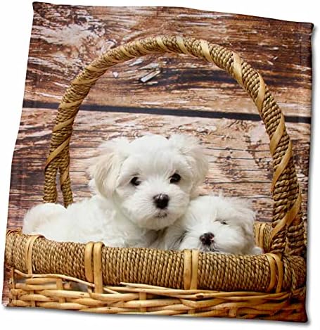 3роз Малтийски. Кученце. Очарователни бели кученца. Хавлиена кърпа, 15 x 22