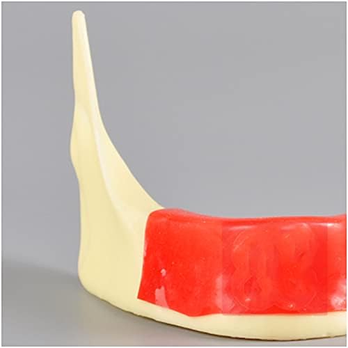 Модел на зъби-Импланти долната челюст KH66ZKY - Модел Стоматологично Типодонта Модел на устната кухина с