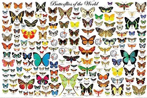 Плакат Пеперуда на света, чешуекрылые, 36 x 24
