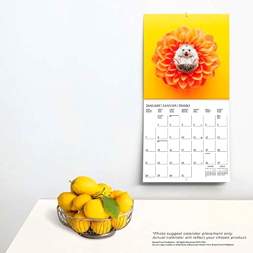 Стенен календар Graphique 2024 Най-щастливи таралежи | 12 x 12 | Плътна хартия | Органайзер за дома и офиса | Голяма