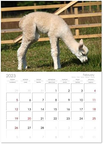 Алпака, в които може да се влюби (Месечно стенен календар за 2023 година 11,7 x 16,5 инча (външен)), месечен календар Calvendo