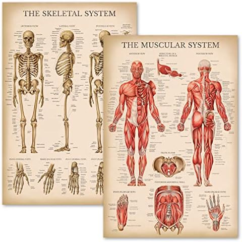 Комплект Анатомични таблици Palace Обучение Vintage Muscular & Skeletal System - Плакати по анатомия на човешкия скелет