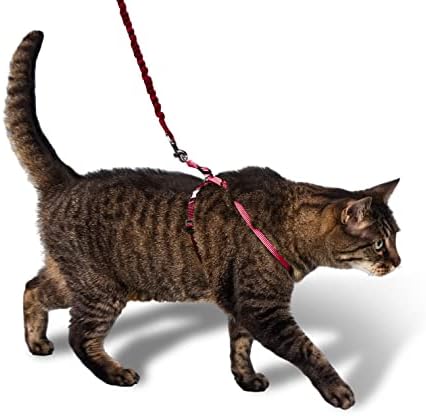 Шлейка за котки PetSafe Лесно Разходка с каишка за бънджи, Удобно управление с регулируема засаждане, включва Еластична