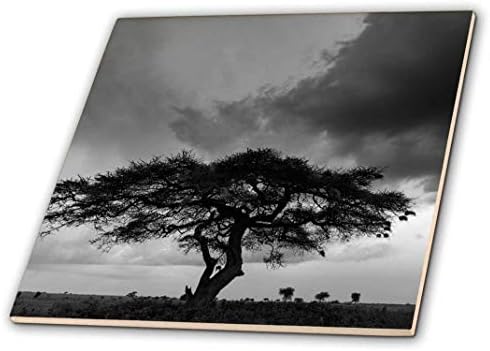 Керамични плочки 3dRose ct_187261_1 Acacia Tree Серенгети, Северна Танзания, 4 инча