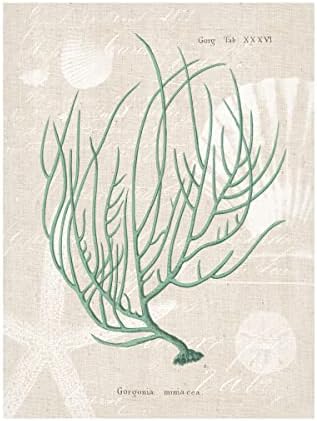 Търговска марка на Изобразителното изкуство Горгония Миниацея на бельо морска пяна Платно Арт портфолио от Wild Apple