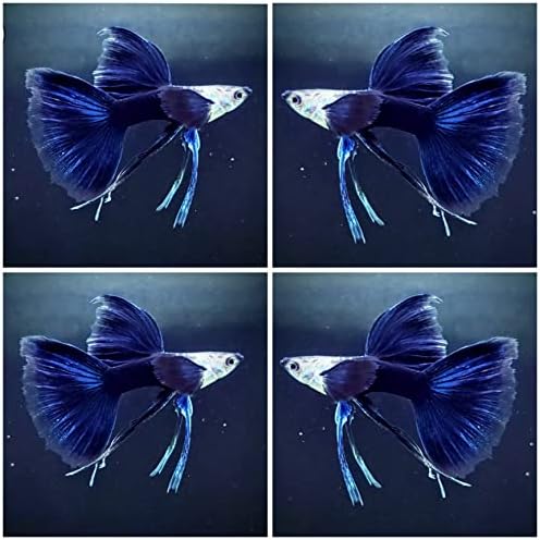 D & A Тропическа Жива риба -Половината Черен със Сини Панделки Перка C Гупи Живи Риби, Мъжки и Женски Гупи Живи Риби за