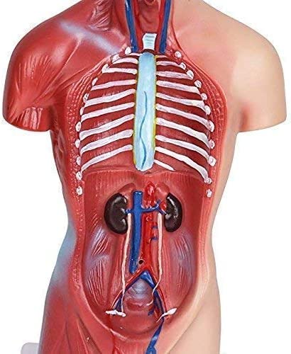 BONEW 26 СМ Човешкия Торс Модел Тялото Анатомия Анатомични Медицински Вътрешни Органи за Обучение Свалящ Образователна Медицинска Научна Модел