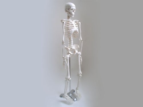 Модел на човешкия скелет - среден размер (33 инча височина)